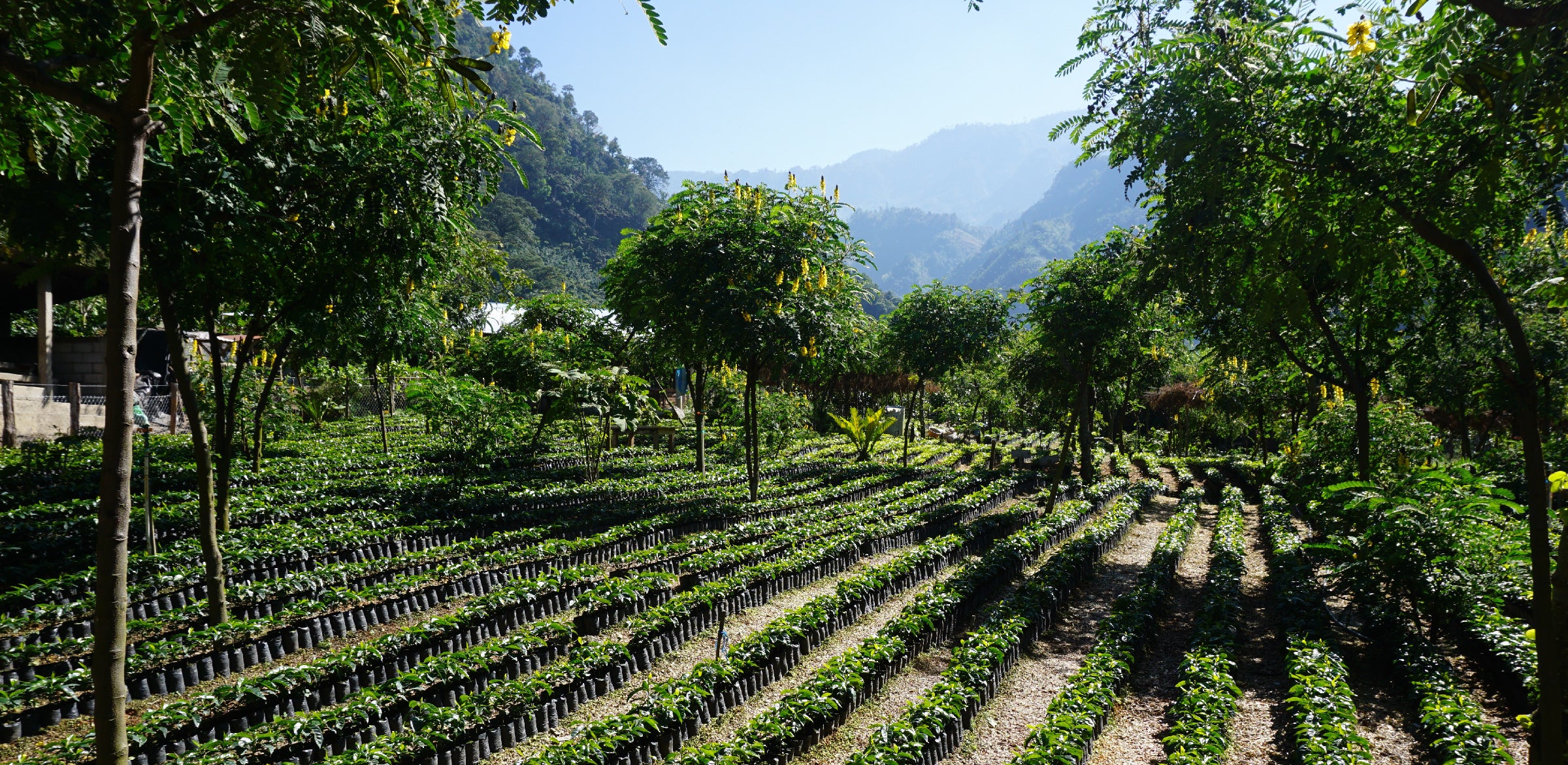 Tout - Producers: Arturo Aguirre Sr. & Jr. - Slider 1