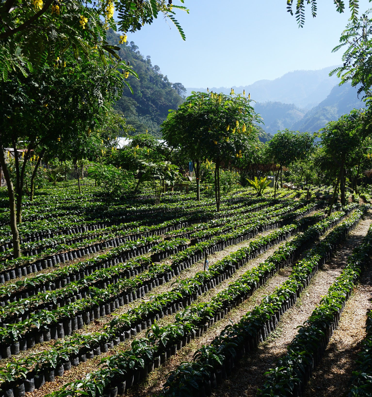 Tout - Producers: Arturo Aguirre Sr. & Jr. - Slider 1