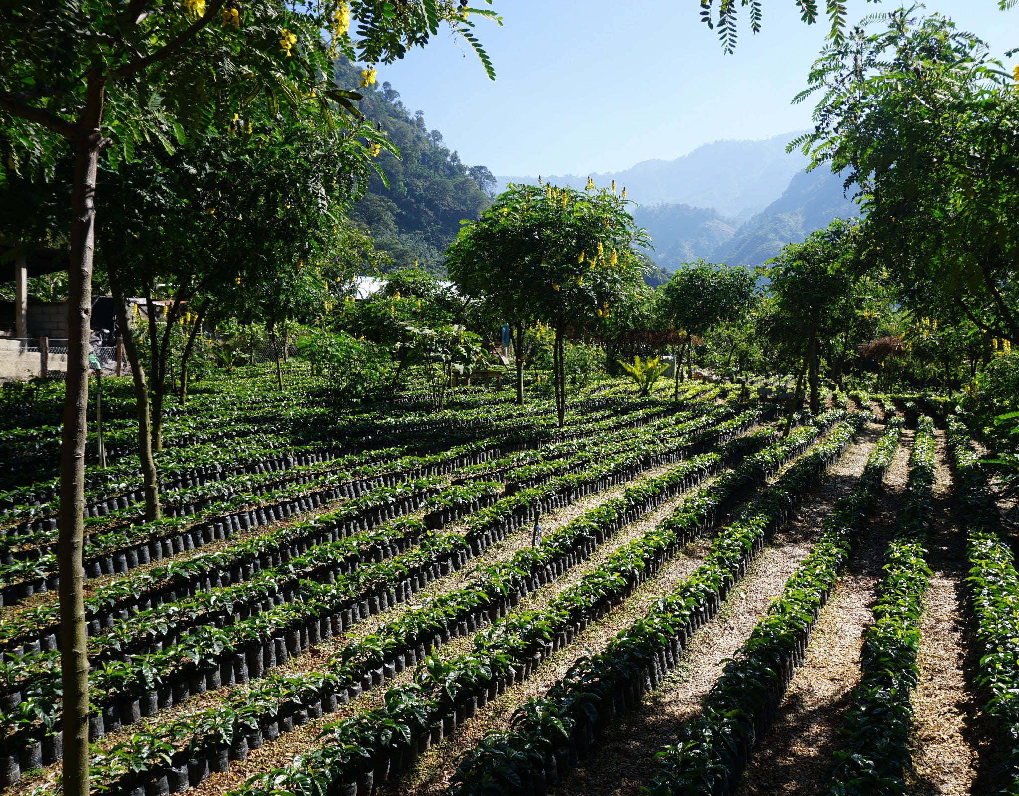 Tout - Producers: Arturo Aguirre Sr. & Jr. - Slider 1