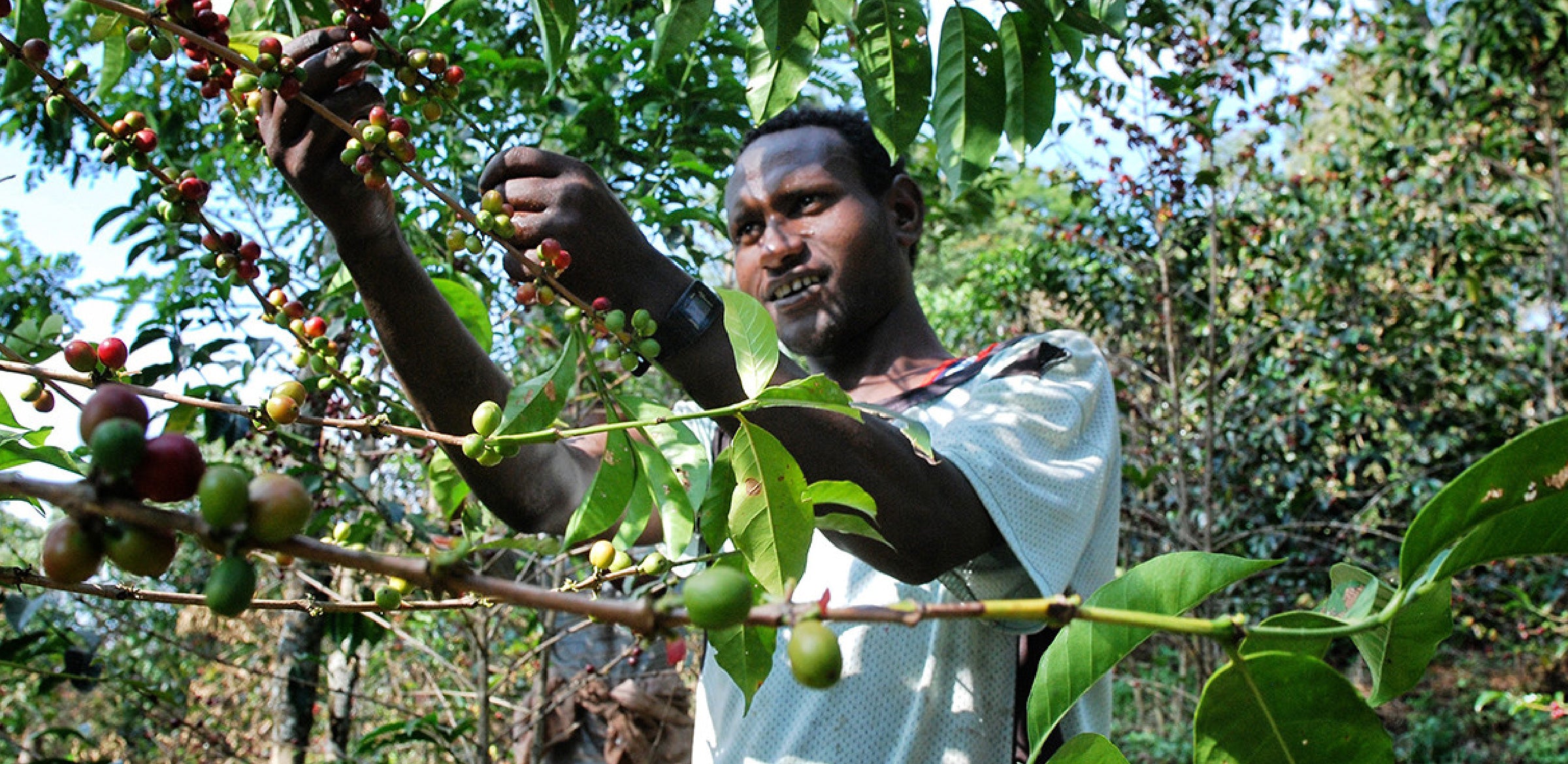 Tout - Producers: Haile Gebre - Slider 2