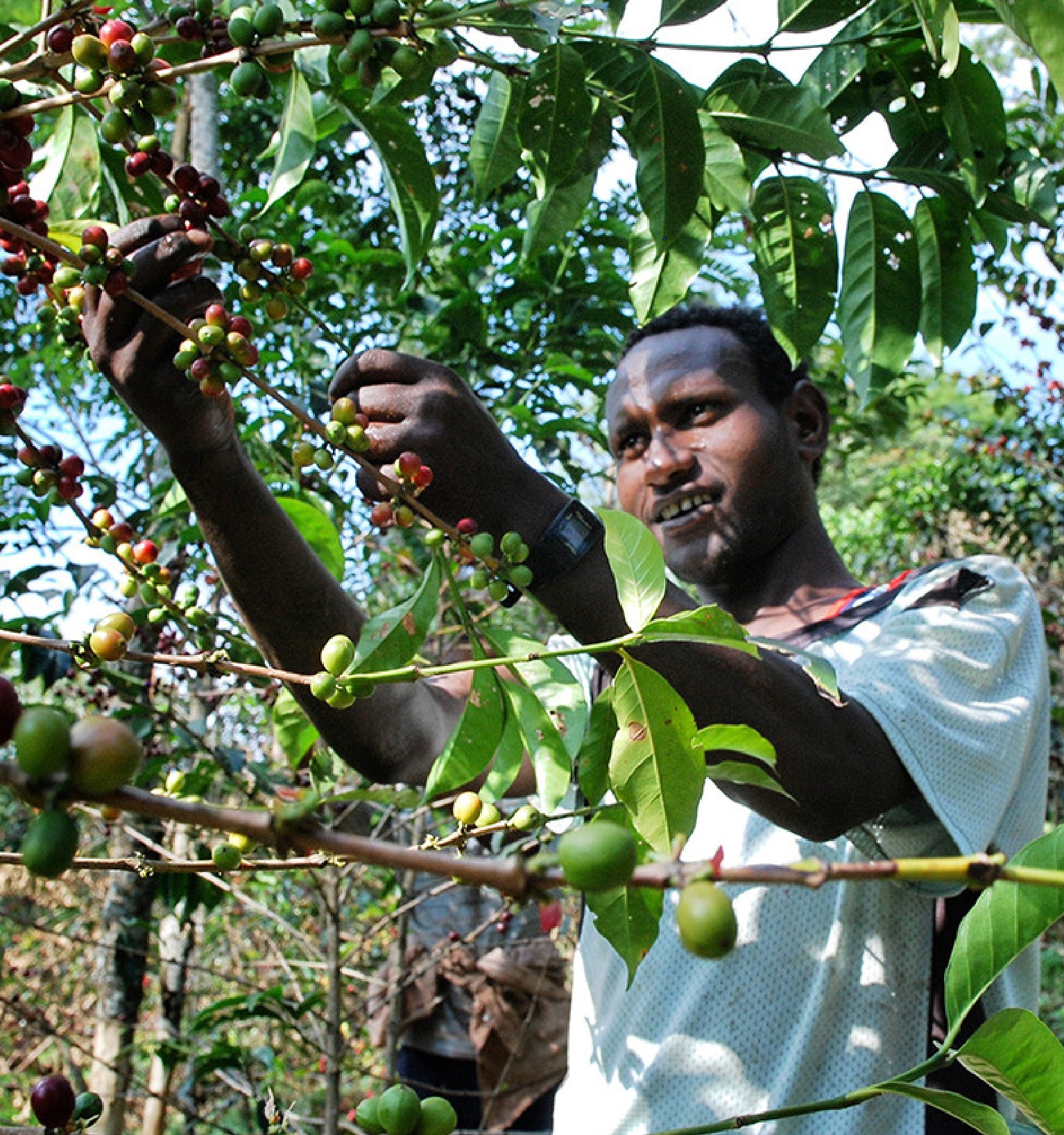 Tout - Producers: Haile Gebre - Slider 2