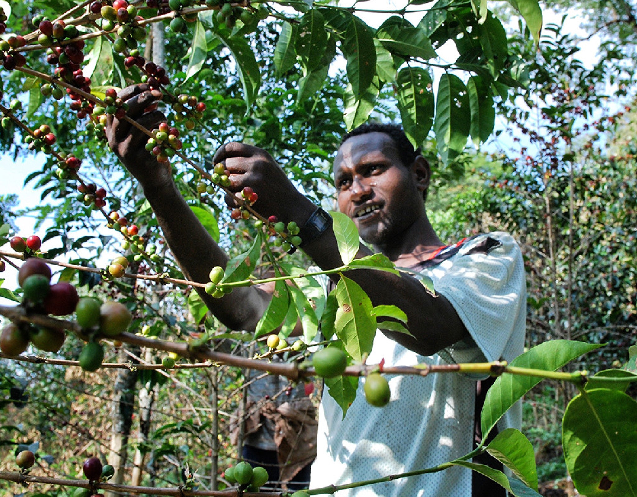 Tout - Producers: Haile Gebre - Slider 2
