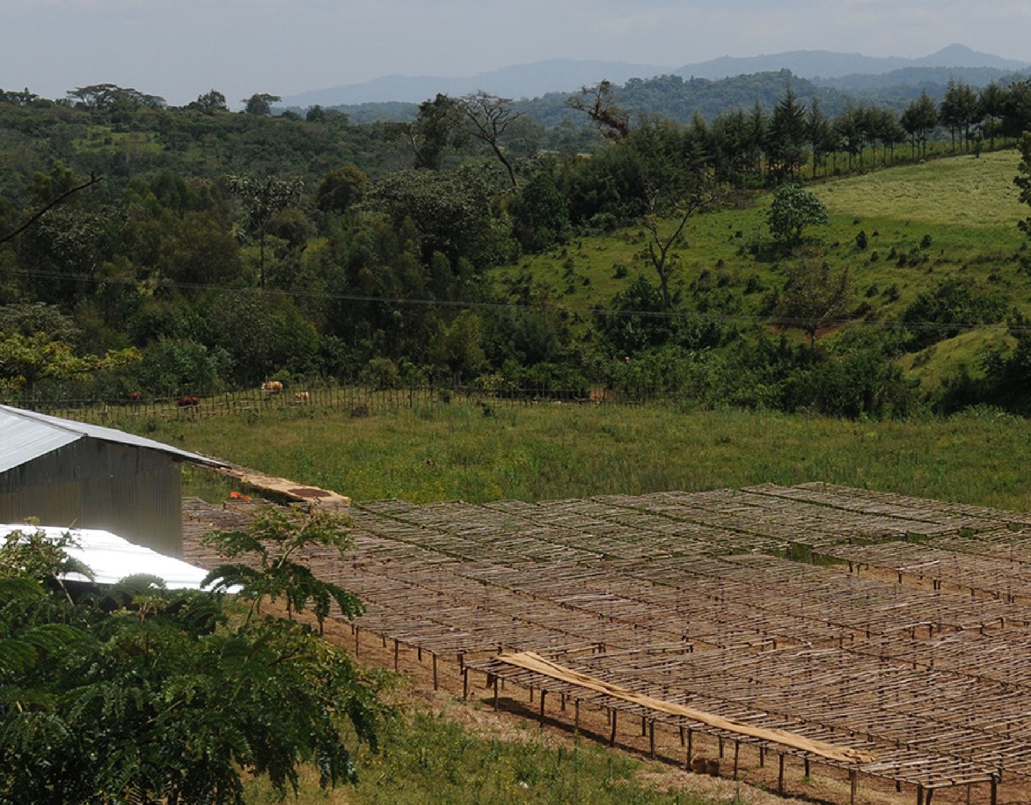 Tout - Producers: Nano Challa Cooperative - Slider 1