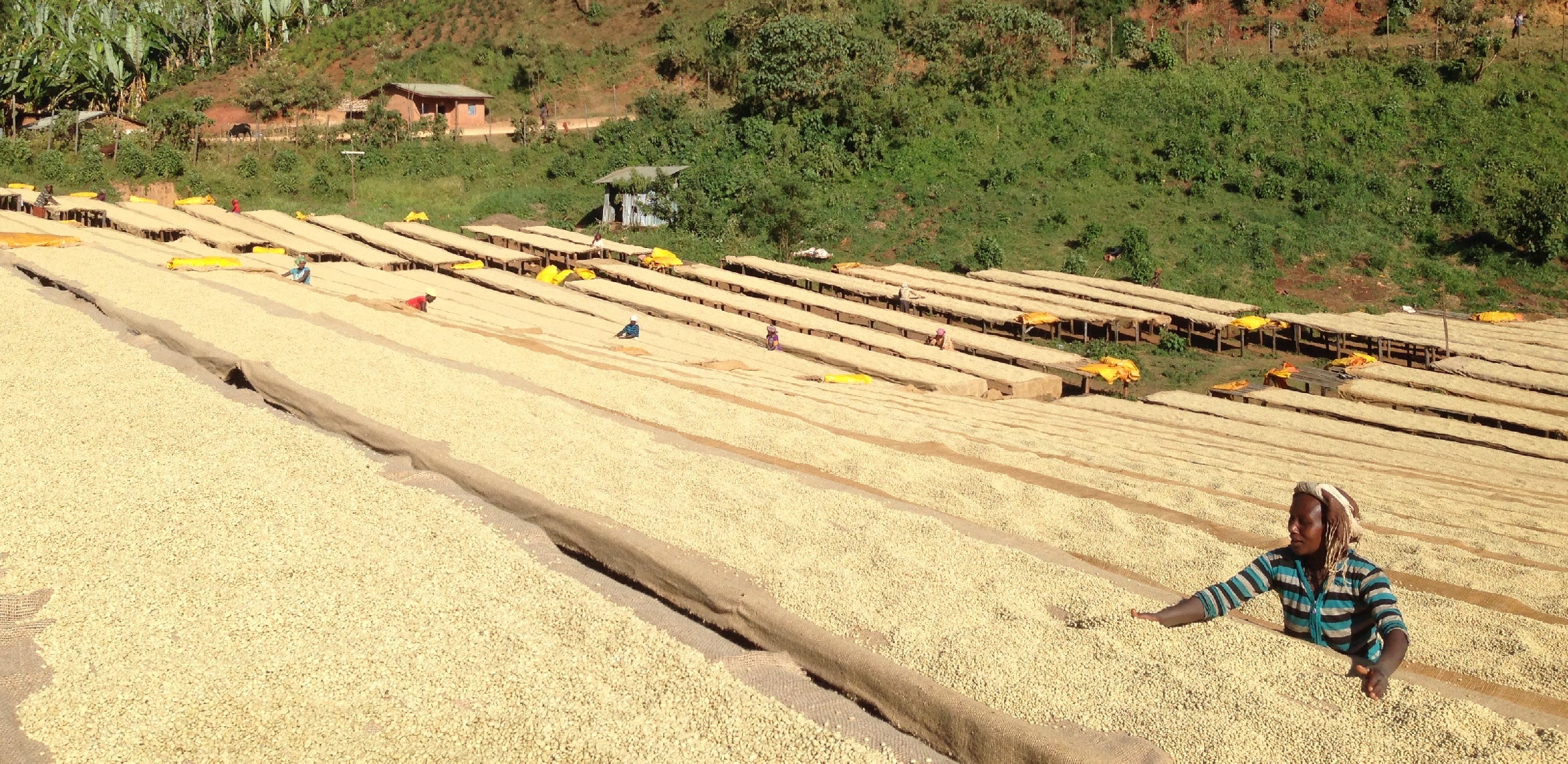 Tout - Producers: Tesfaye Bekele - Slider 3