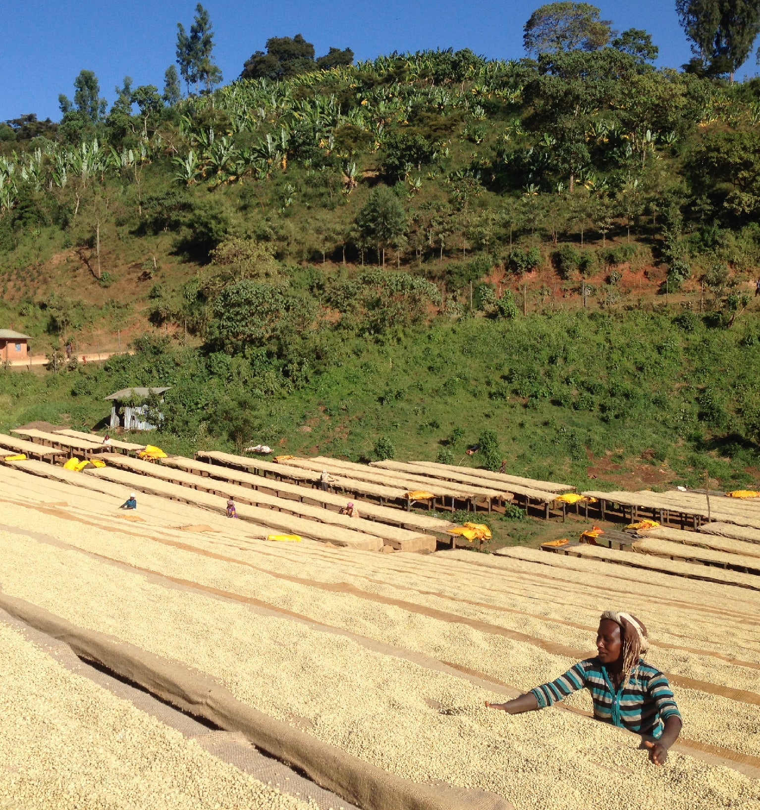 Tout - Producers: Tesfaye Bekele - Slider 3