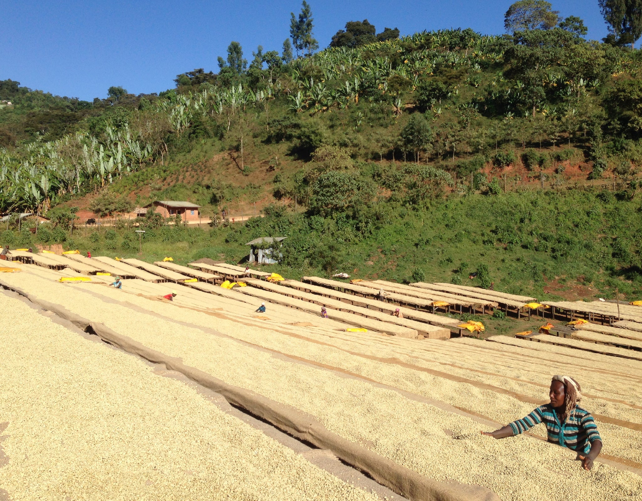 Tout - Producers: Tesfaye Bekele - Slider 3